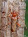 tesařík (Brouci), Leioderes kollari, Callidiini, Cerambycidae (Coleoptera)